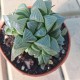 copy of Graptopetalum 'Purple Delight'