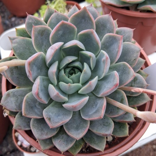 Echeveria 'Pink Edge'