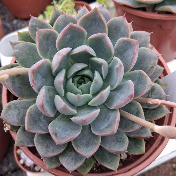 Echeveria 'Pink Edge'