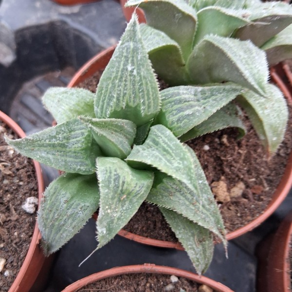 copy of Graptopetalum 'Purple Delight'