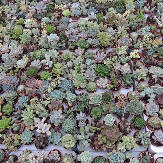 Lot de 20 mini succulentes