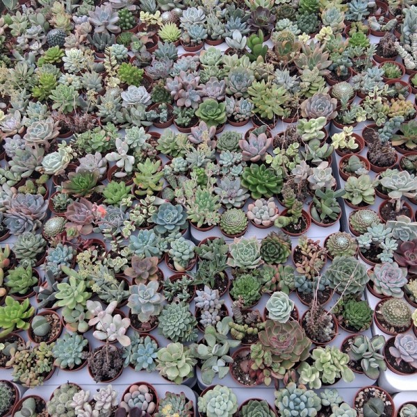 Lot de 20 mini succulentes