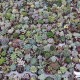Lot de 20 mini succulentes