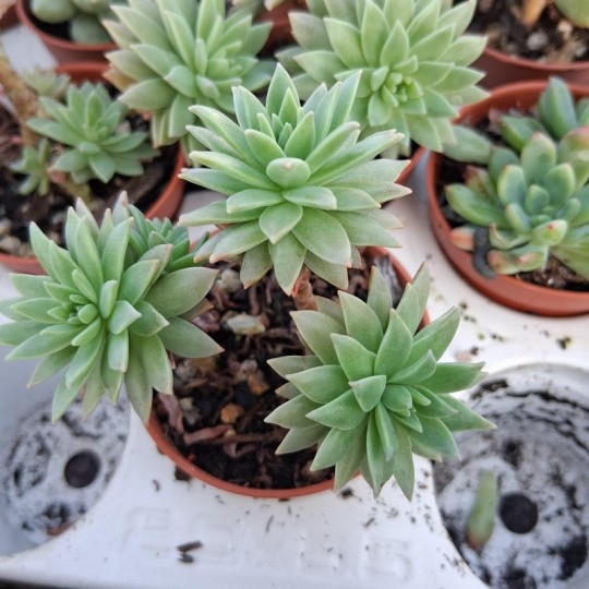 Graptosedum 'Méditerranéan mystery'