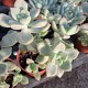 Graptopetalum paraguayense ssp. bernalense