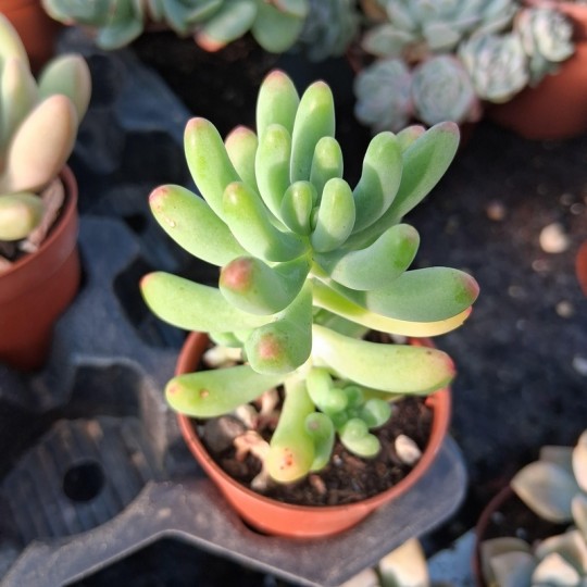 Sedum pachyphylum