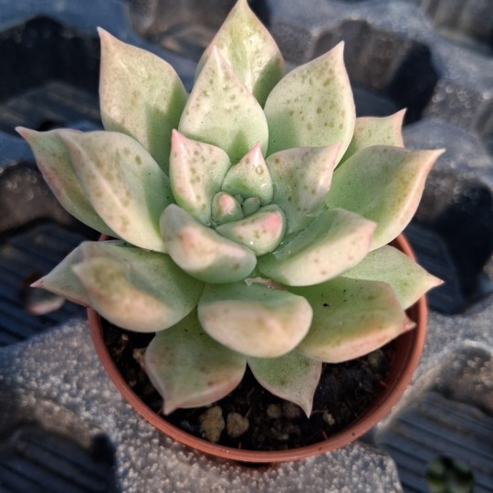 Graptoveria 'Arze'