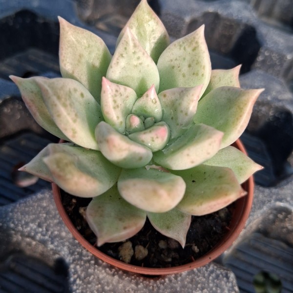 Graptoveria 'Arze'