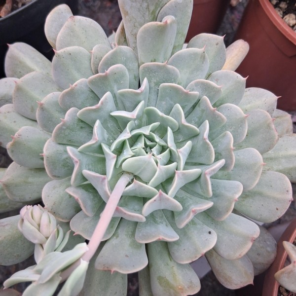 copy of Echeveria 'Annette'