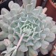 Echeveria 'Swan Lake'