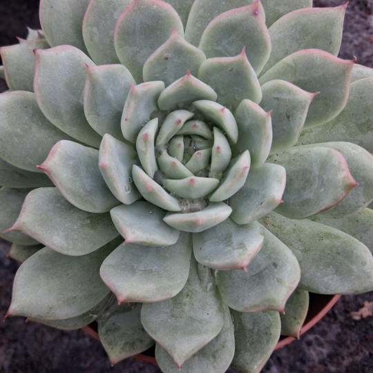 Echeveria 'Tippy'