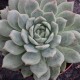copy of Echeveria 'Annette'