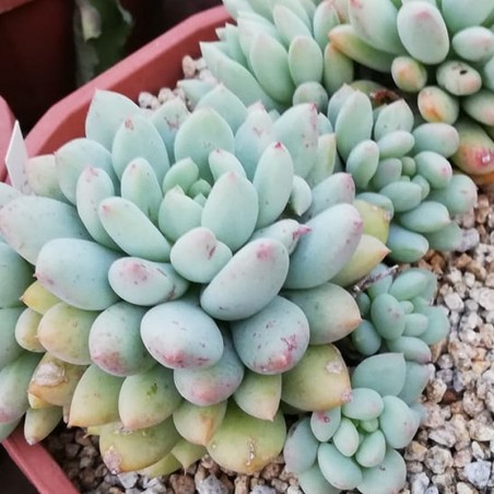 Pachyveria 'Crown Ball'