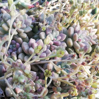 Graptopetalum Mendozae