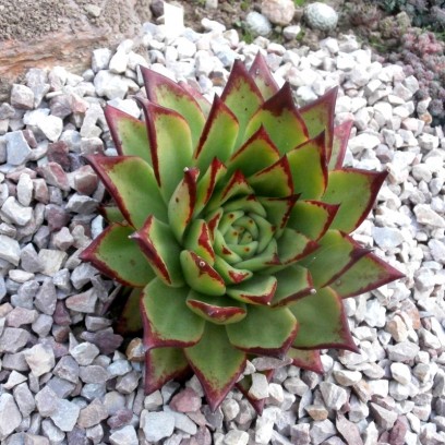 Echeveria Agavoïdes 'Red Edge'