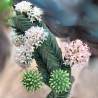 Crassula 'Buddha's Temple'