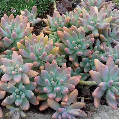 Graptosedum 'Francesco Baldi'