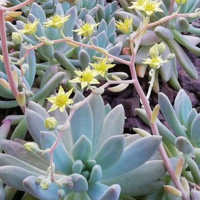 Graptosedum 'Francesco Baldi'