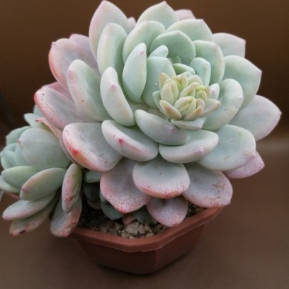 Sedeveria 'Maxwell'