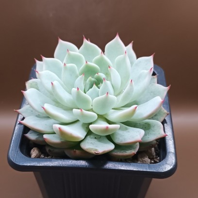 Echeveria 'Aliénor'