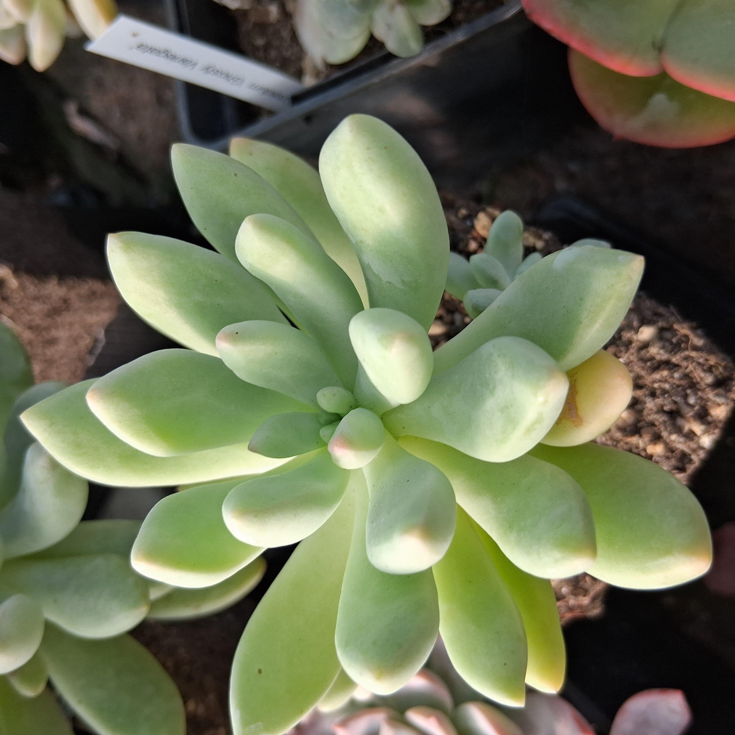 Pachyveria