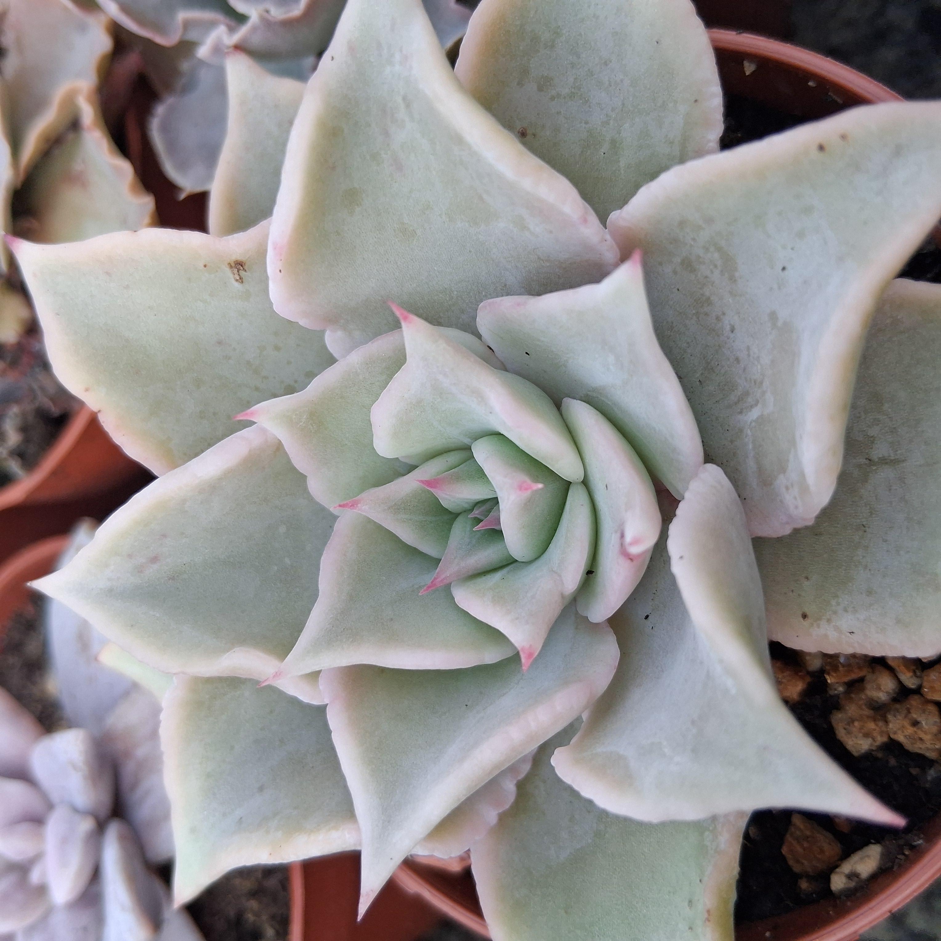 Echeveria