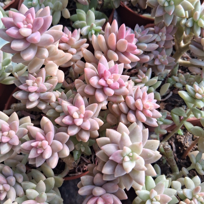 Sedeveria
